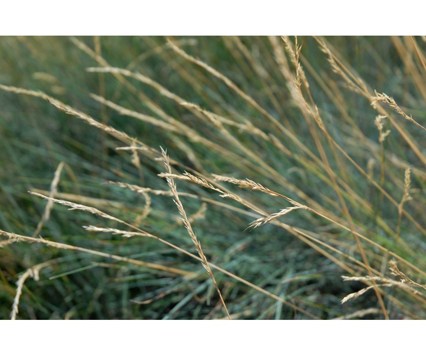 Blue Fescue